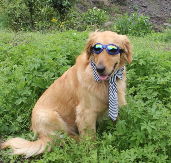 UV zonnebril voor honden