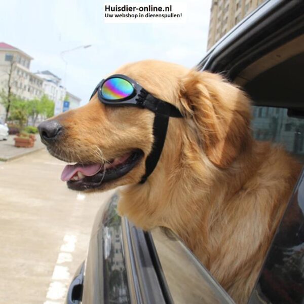 UV zonnebril voor honden
