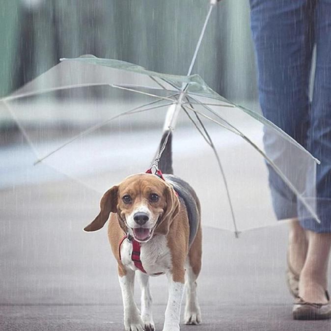 Seizoen Messing eetpatroon Paraplu voor honden - huisdier-online.nl