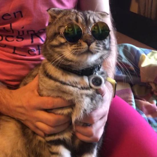 UV zonnebril voor katten