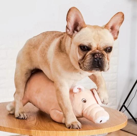 afbreken Snikken voorjaar Piggy - Vervult uw Hond zijn Natuurlijke behoeftes - huisdier-online.nl