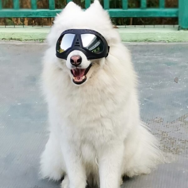 Motorbril voor Honden