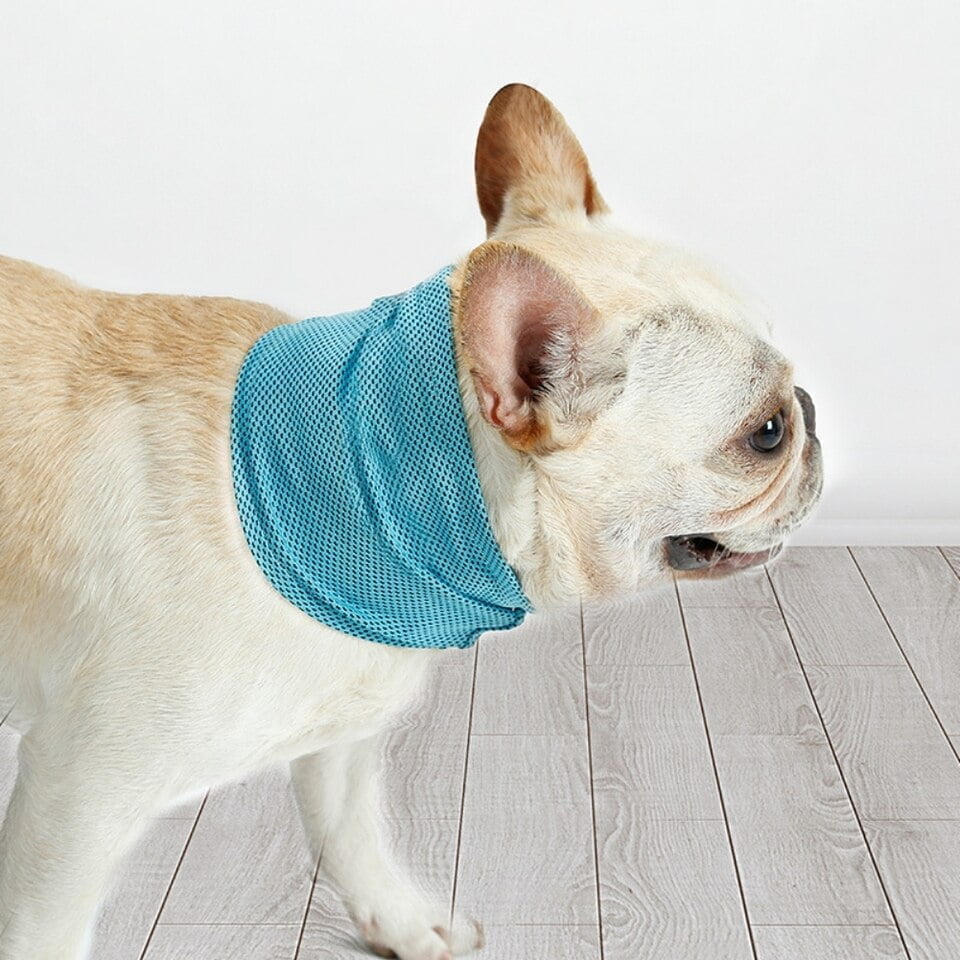 Melbourne beven fascisme Verkoelende Nekband voor Honden - huisdier-online.nl