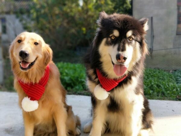 Kerstsjaal voor Honden en Katten