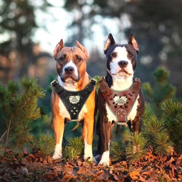 Heavy Duty Hondenharnas - Voor Extreem sterke honden - Met gravure