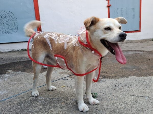 Regenponcho voor Honden